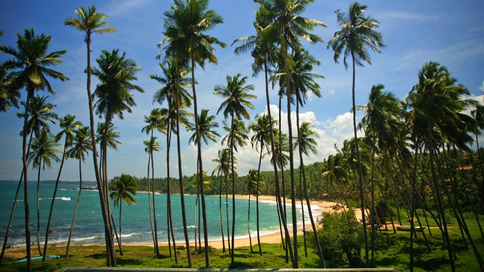Palmės - stebuklingas Šri Lankos atradimas